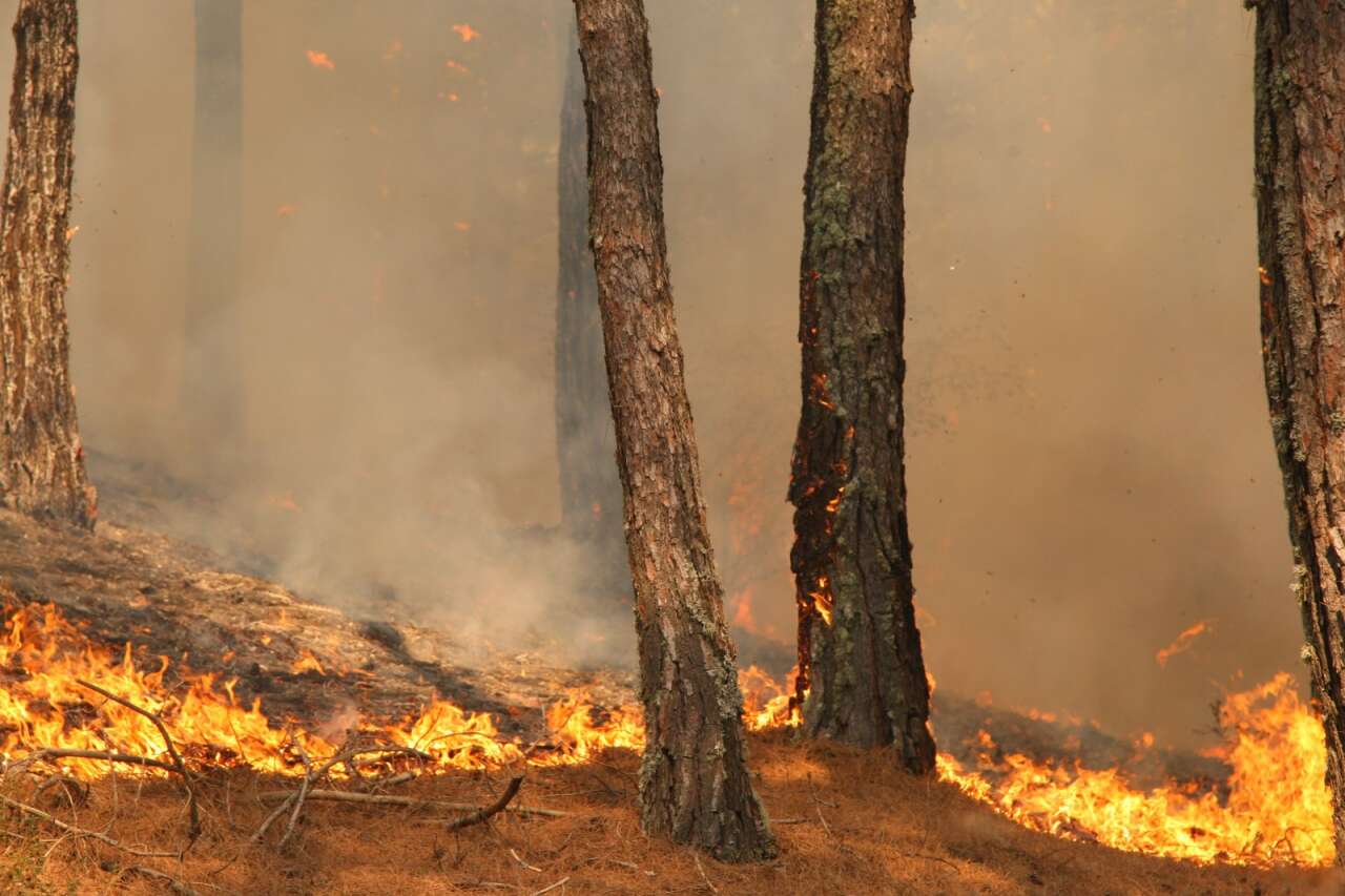Muğla’da Orman Yangınlarının Acı Tablosu: 3 Yılda Yaklaşık 6 Bin Hektar Alan Kül Oldu 2